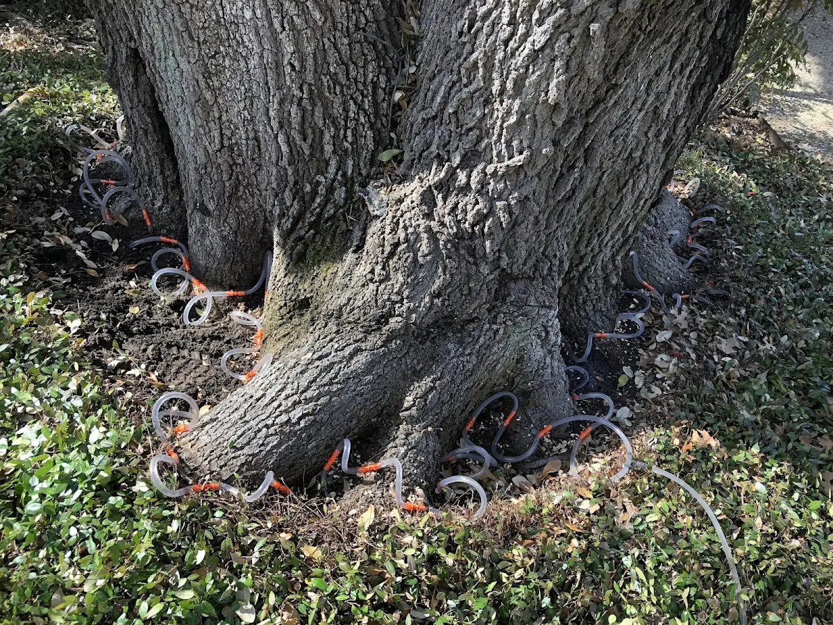 Detailed Tree Cabling and Bracing job site in Orlando
